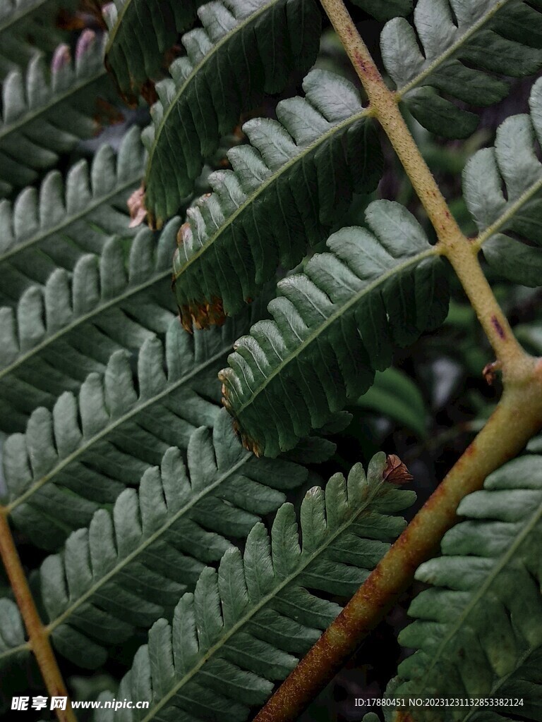 蕨类植物