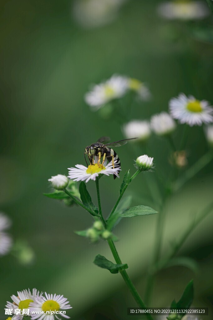 蜜蜂