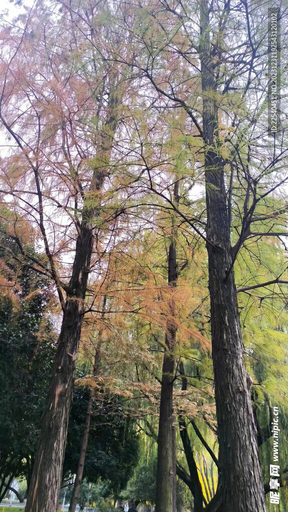 校园风景