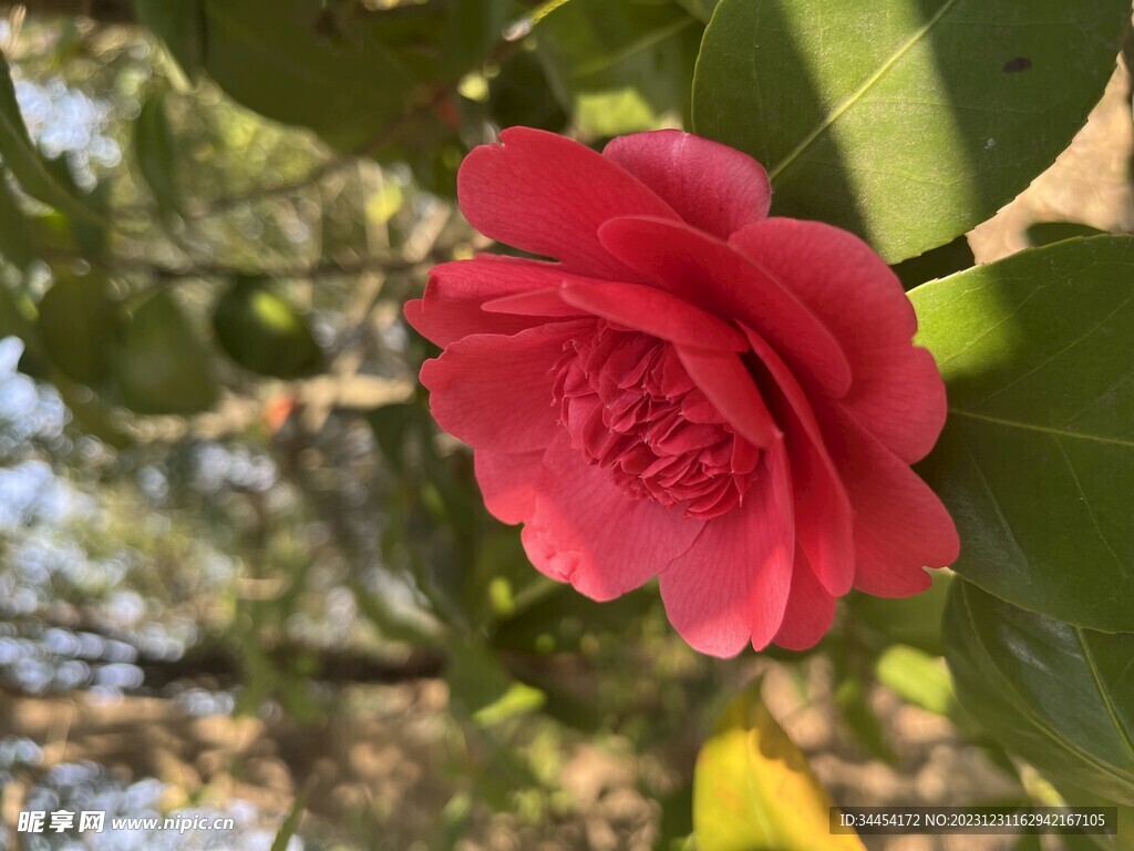 美丽的花朵