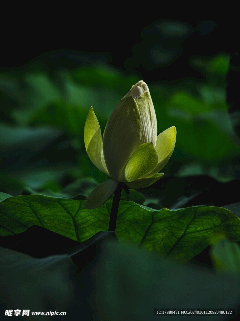 荷花