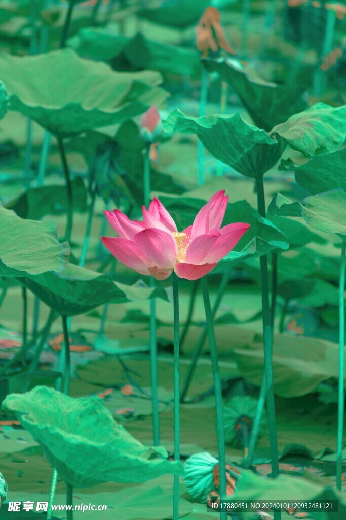 荷花