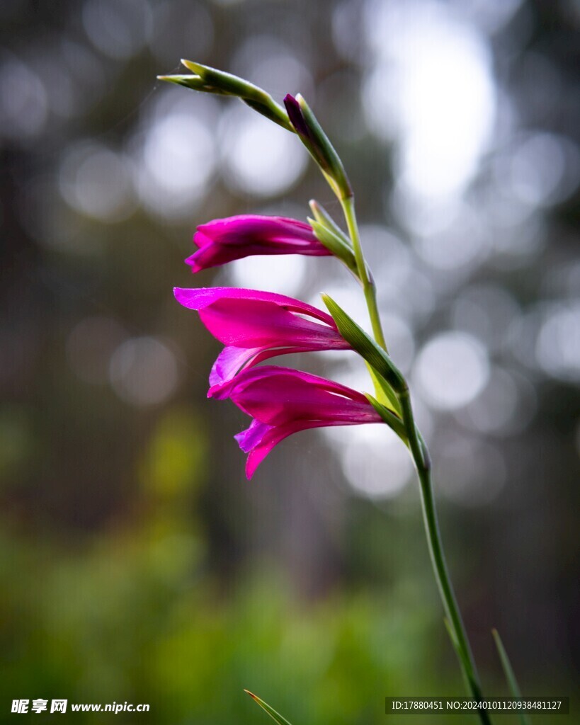 唐菖蒲