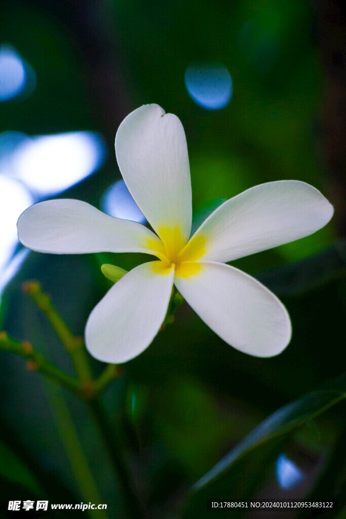 钝叶鸡蛋花
