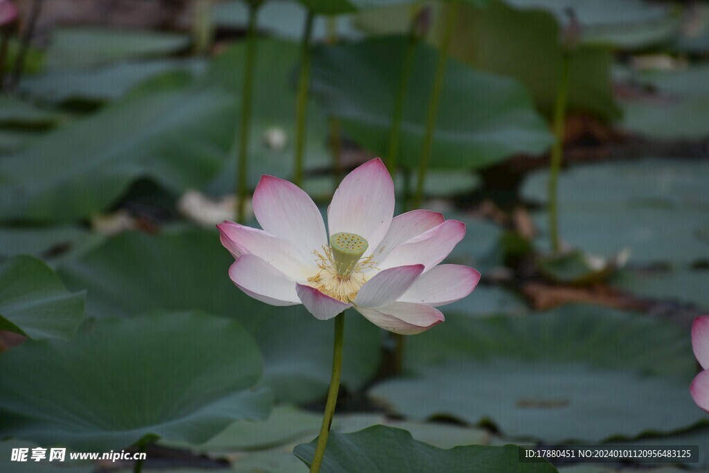 荷花