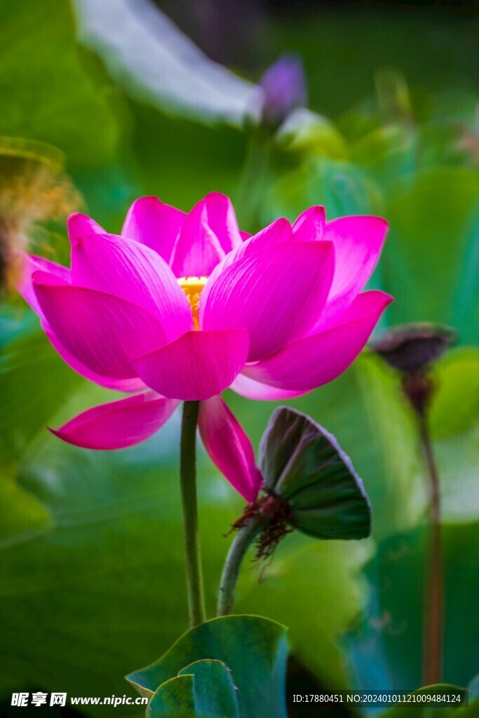 荷花