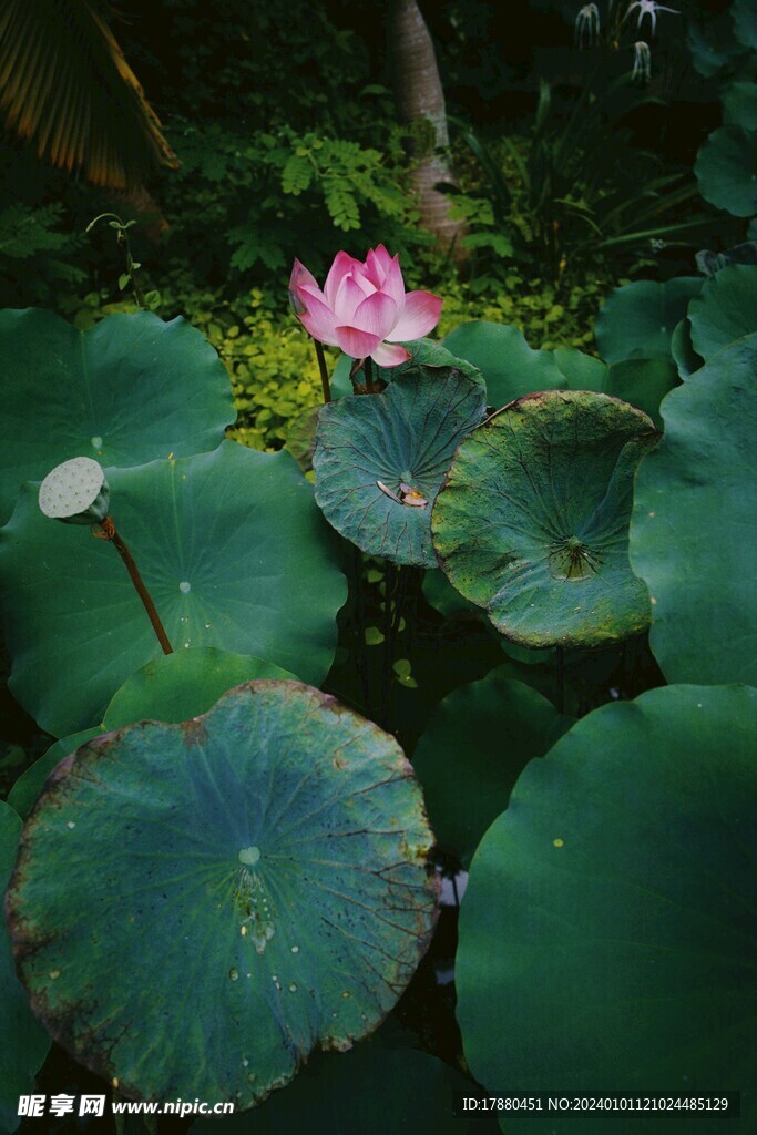荷花