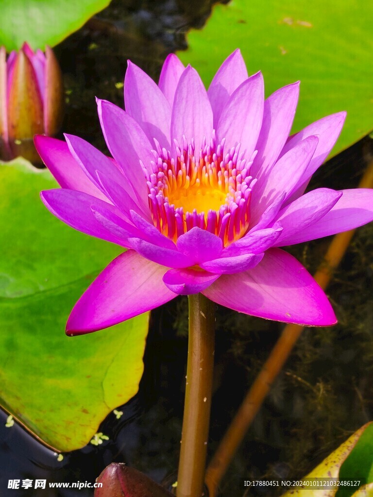 荷花