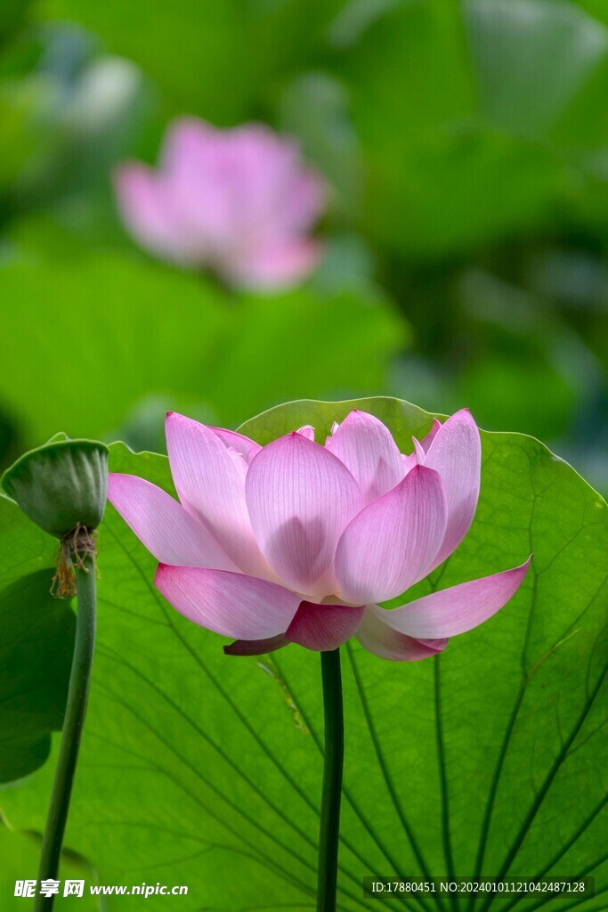 荷花