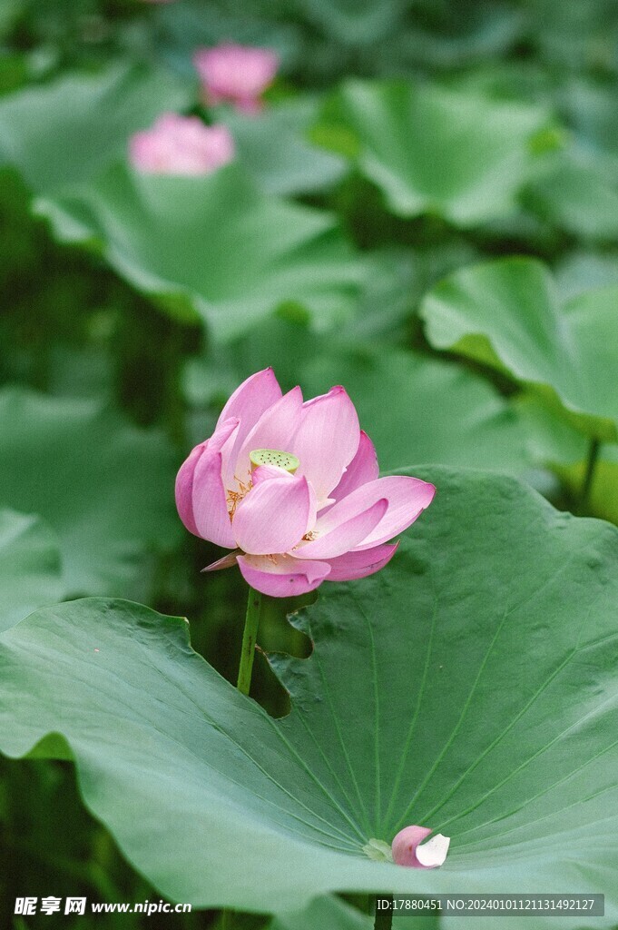 荷花