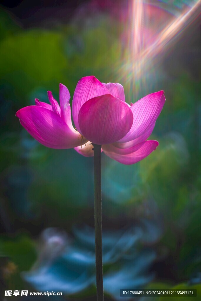 荷花