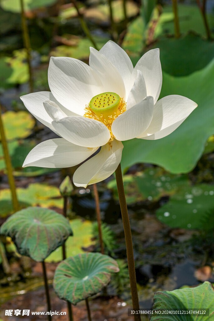 荷花