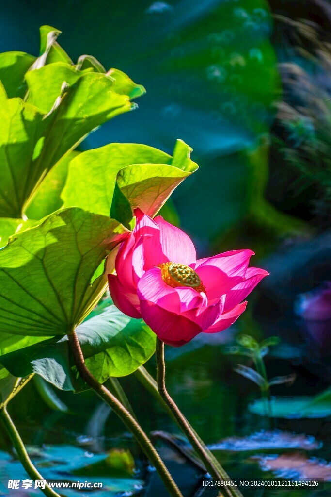 荷花