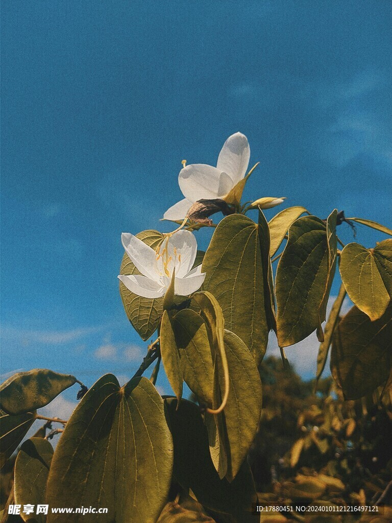 白花羊蹄甲