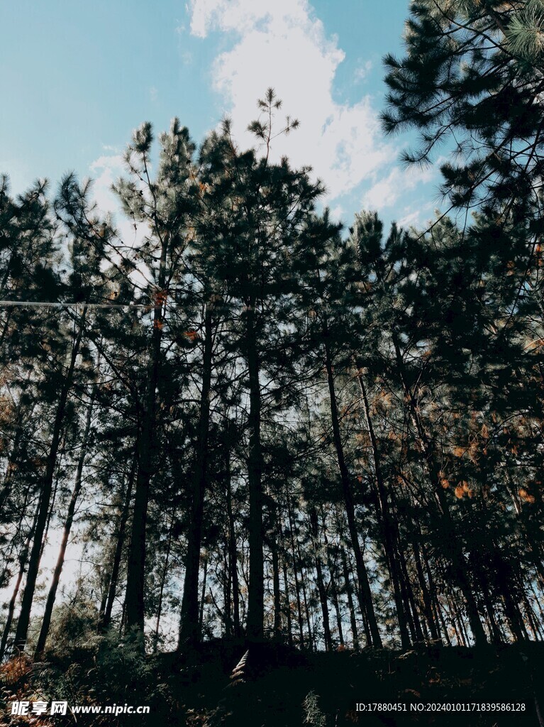 丛林