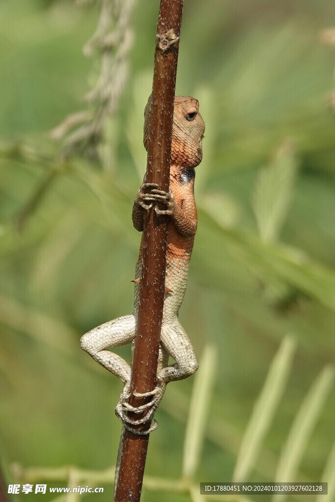 蜥蜴