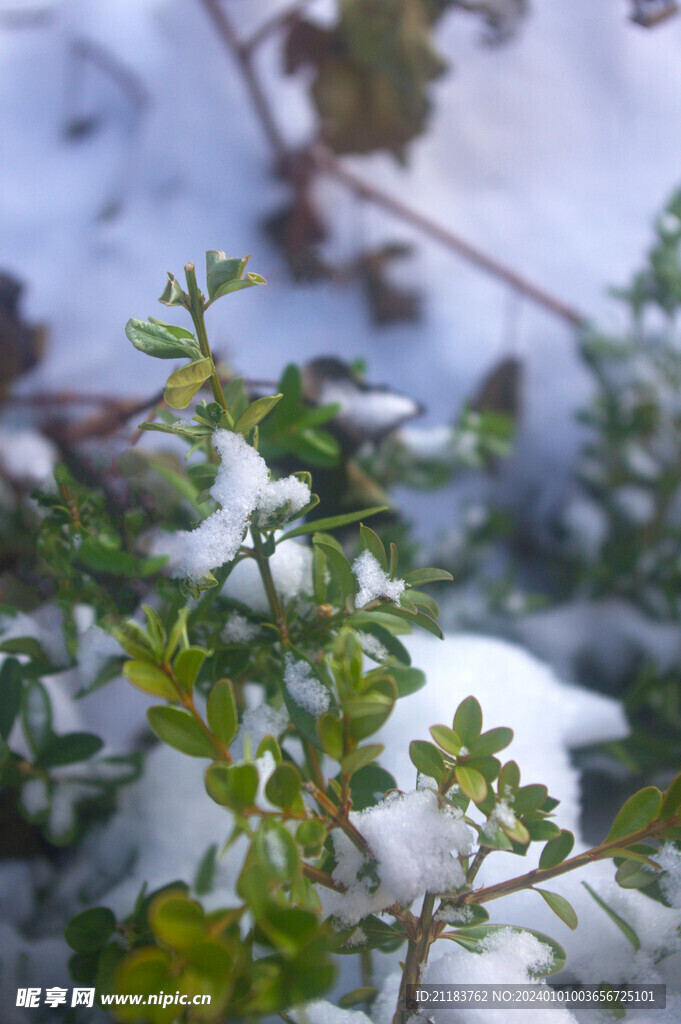 雪树