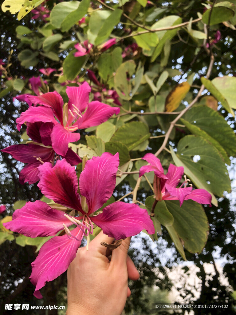 广西柳州紫荆花