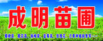 蔬菜种苗