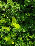 绿植冬青