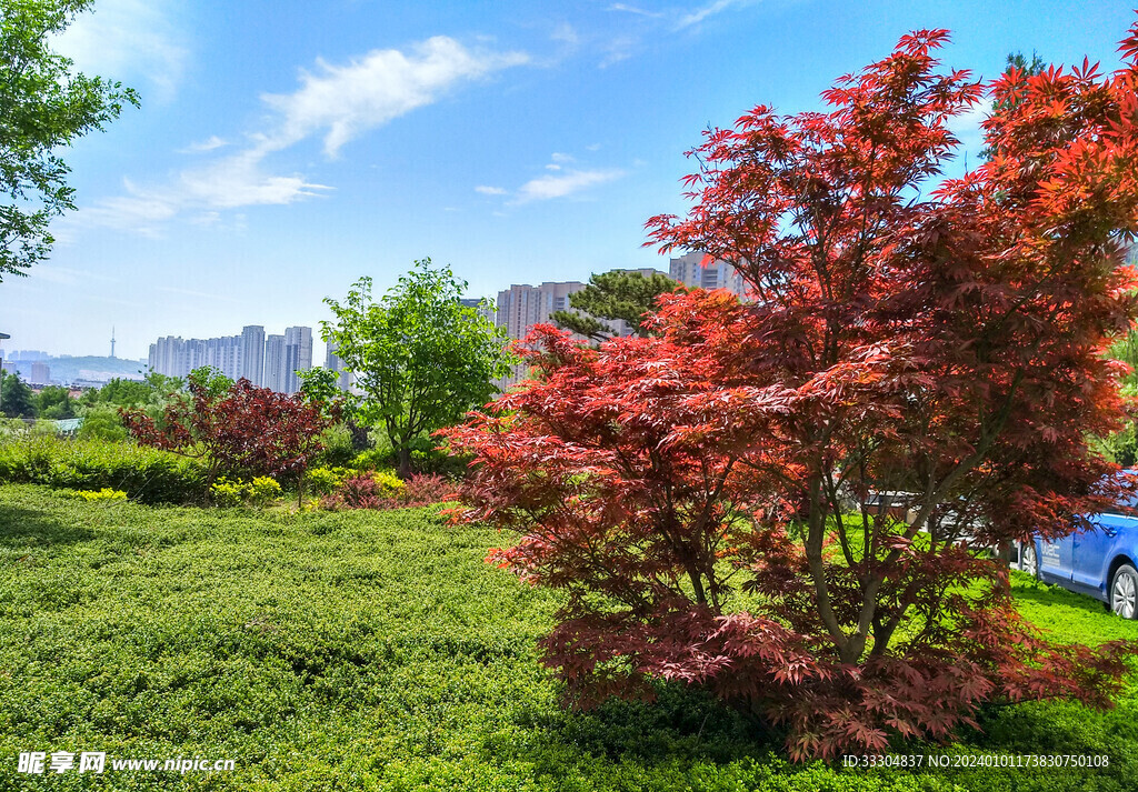 红色枫叶草坪