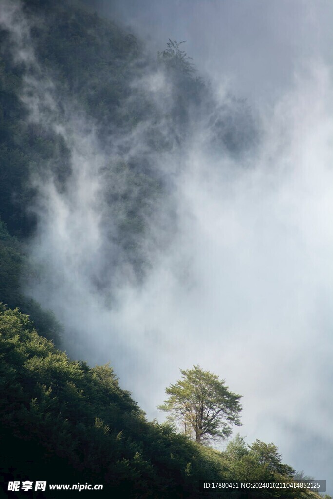 丛林