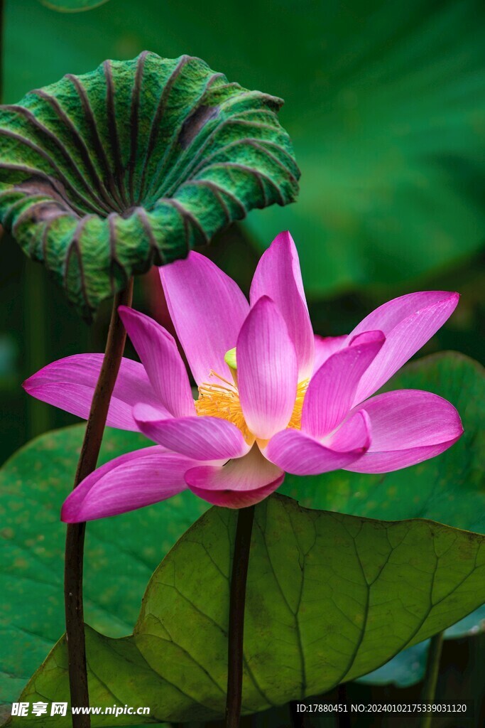 荷花