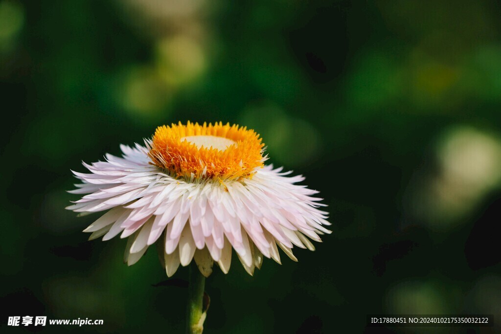 蜡菊