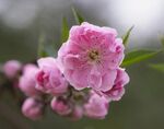 桃花图片