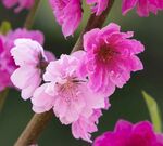 桃花图片