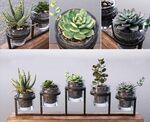 C4D模型 绿色植物  