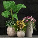 C4D模型 绿色植物 