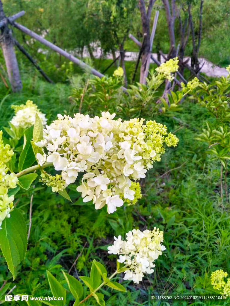 小丁香