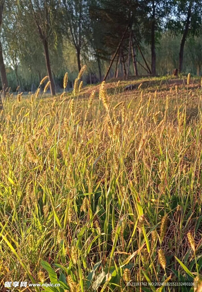 野草