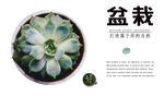 盆栽