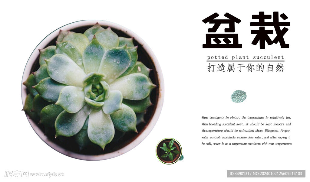 盆栽