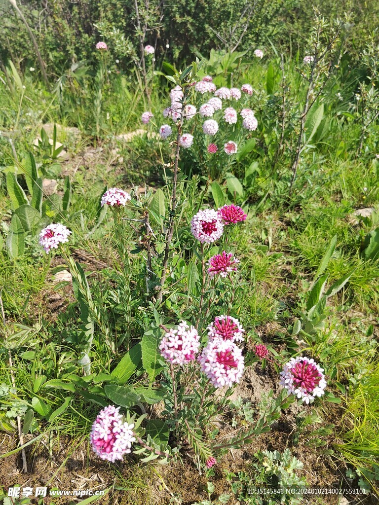 狼毒花