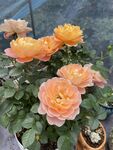 月季花