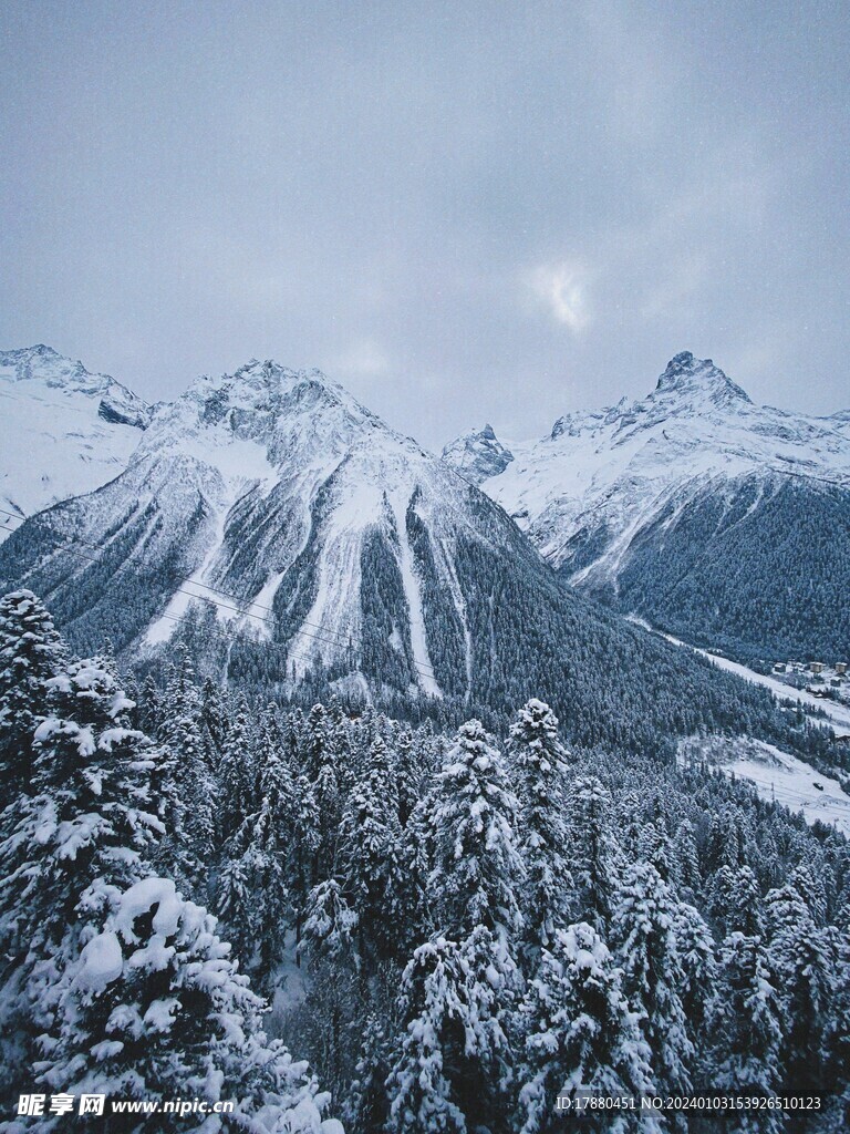 丛林