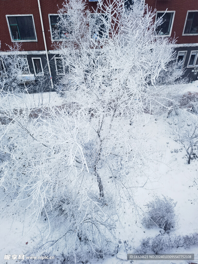   冬季树   