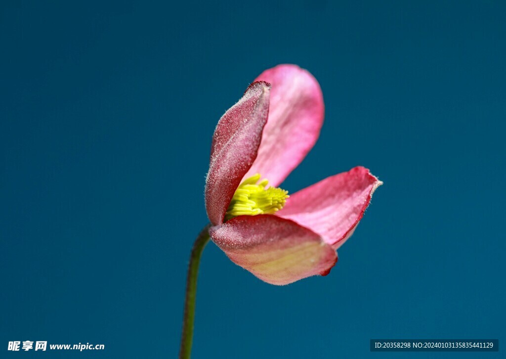 粉花