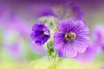 紫花