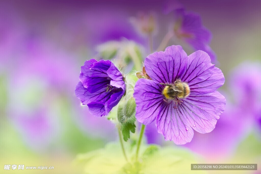 紫花