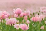 粉花