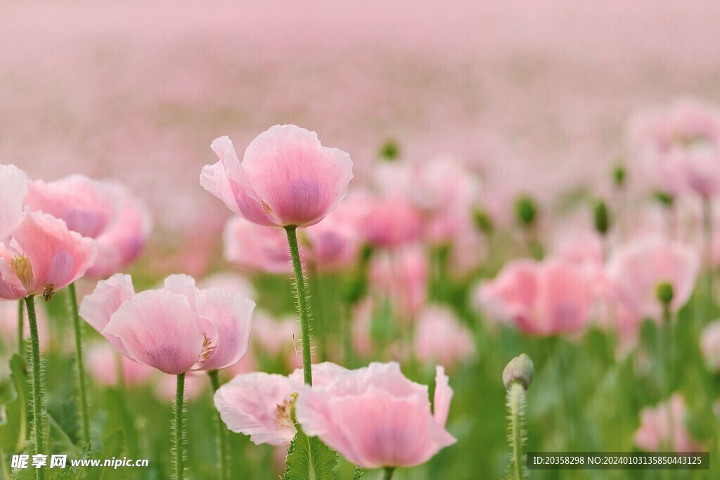 粉花