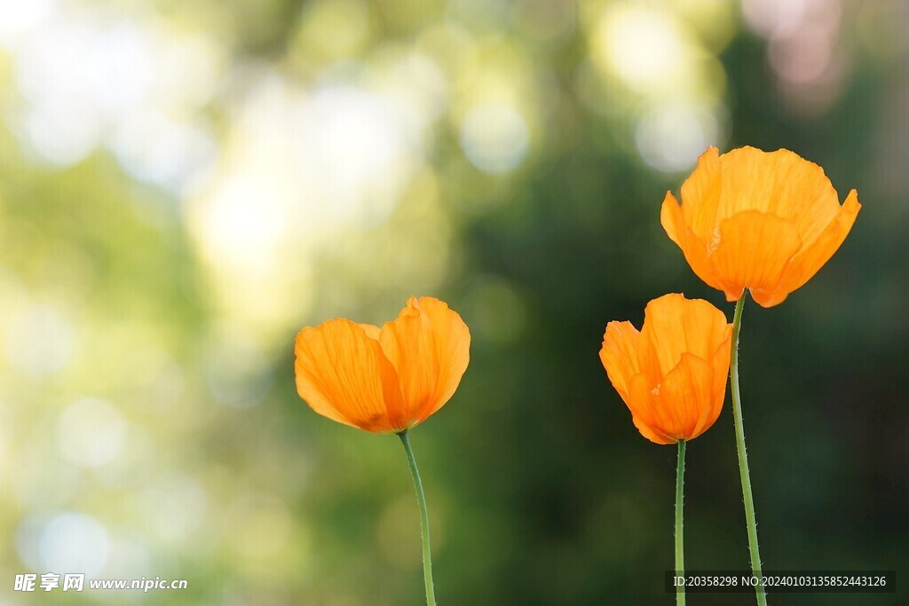黄花
