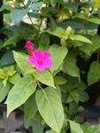 粉红小花