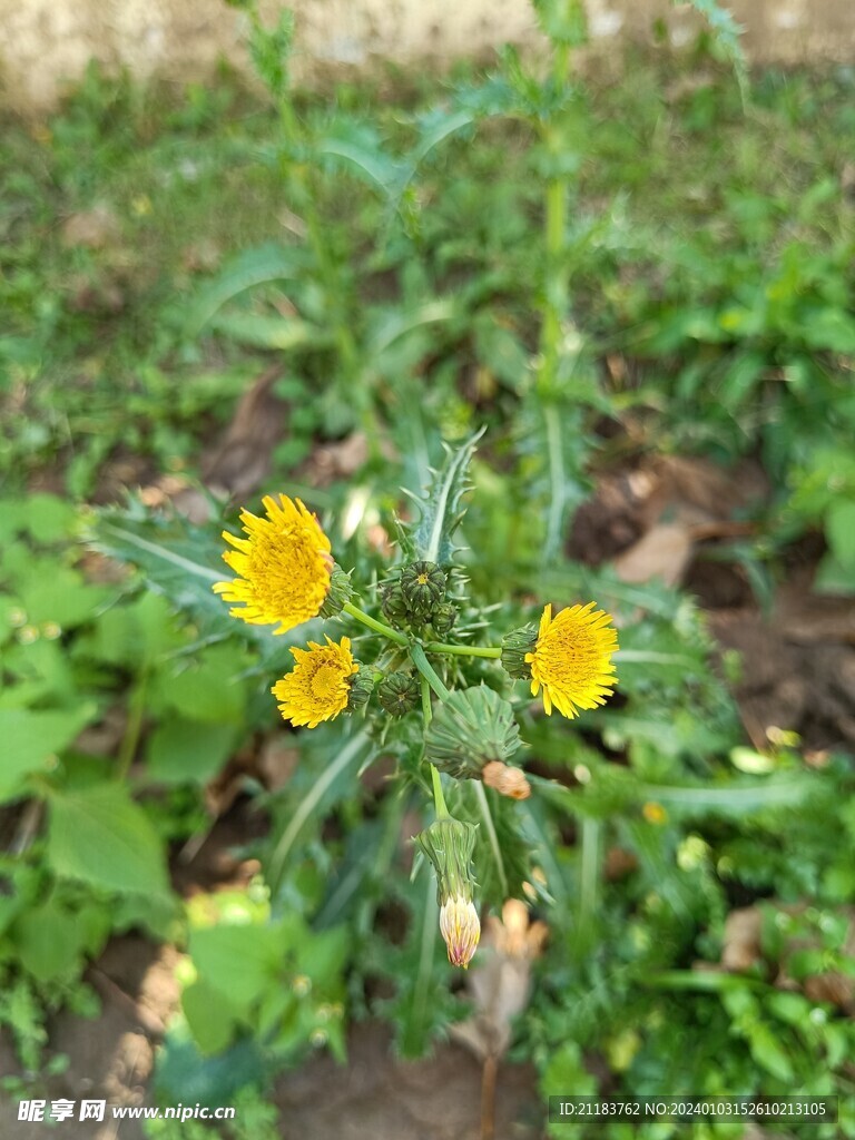 小黄花