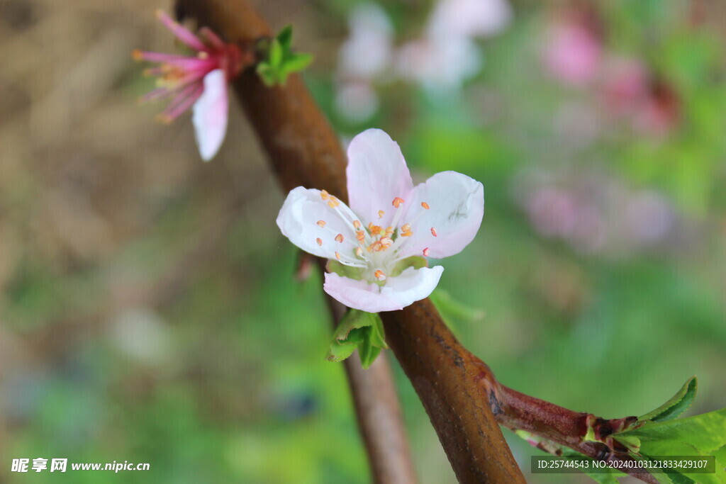桃花