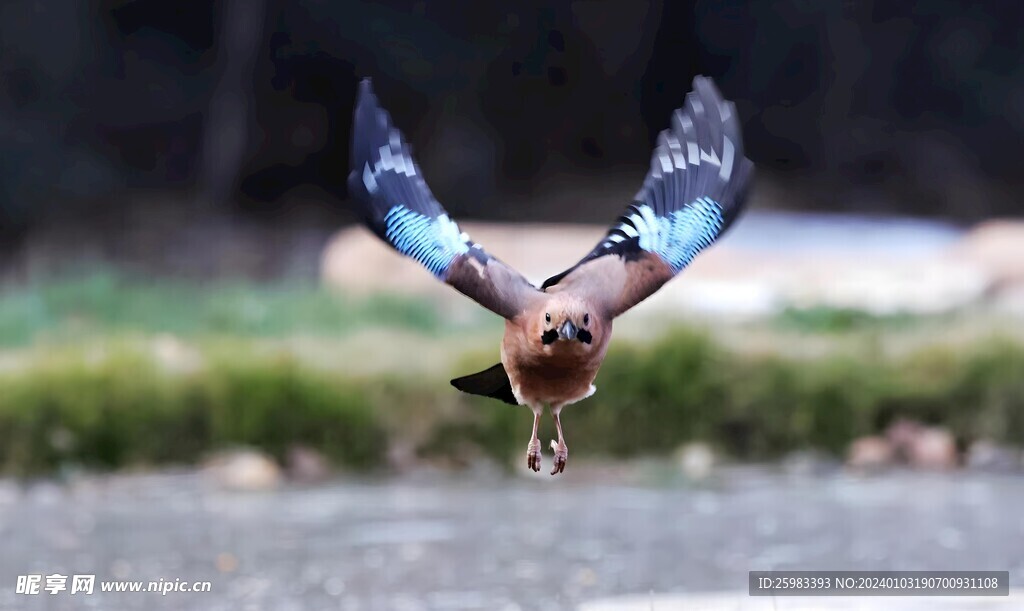 鹰